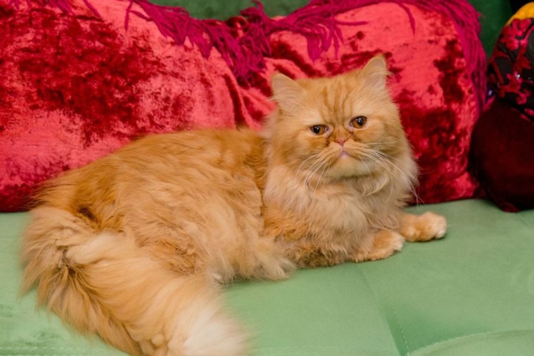 Персидские котята экстремалы