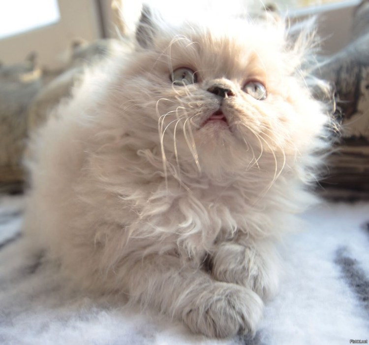 Персидская кошка котята