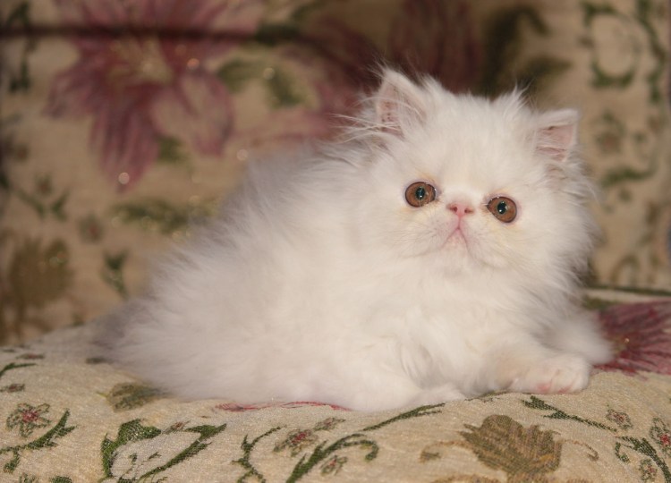 Персидский кот экстремал