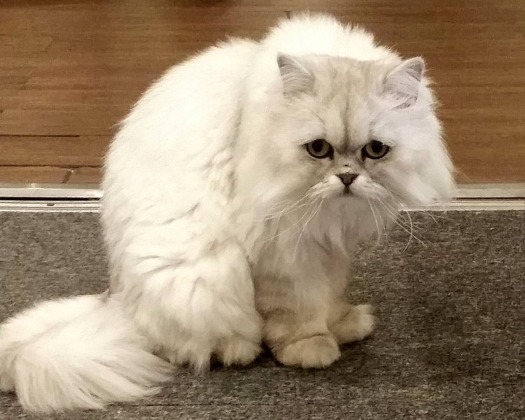 Казутора с котом