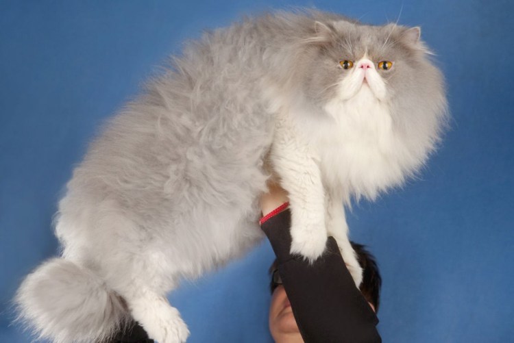 Перс экстремал биколор