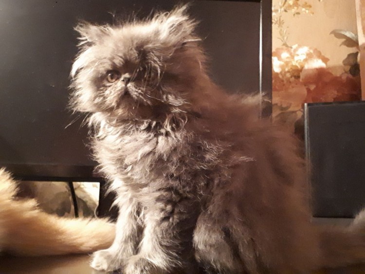 Персидский котенок невероятной красоты