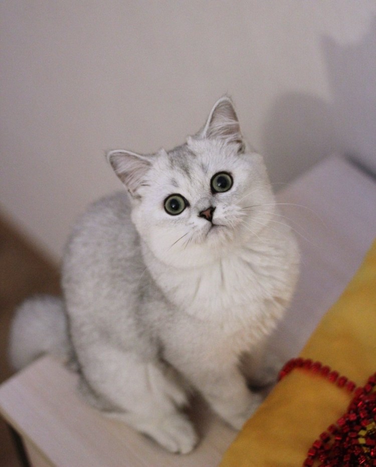 Британская шиншилла серебристая затушеванная