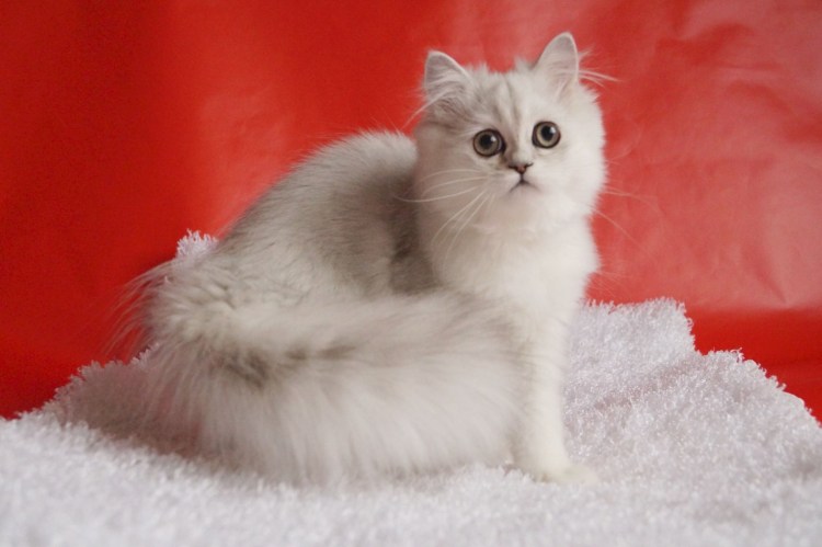 Шотландская страйт шиншилла