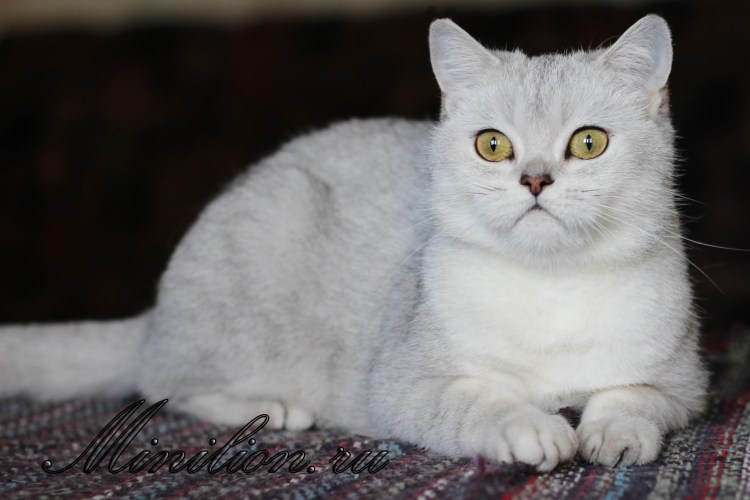 Шотландская короткошерстная серебристая шиншилла