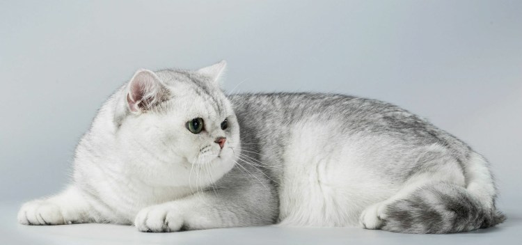 Шотландская шиншилла кошка