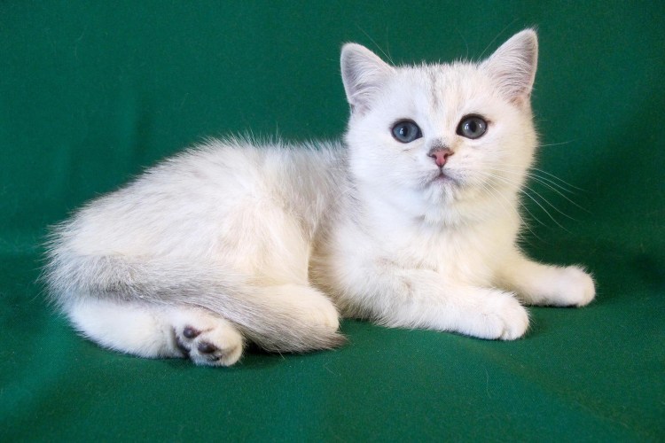 Скоттиш страйт серебристый