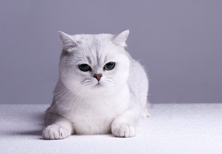 Шотландская шиншилла серебристая NS 11