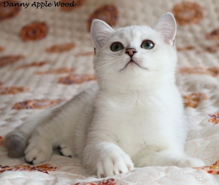 Шотландская кошка прямоухая шиншилла