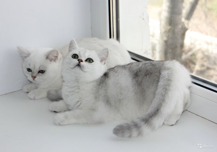 Шотландская серебристая шиншилла