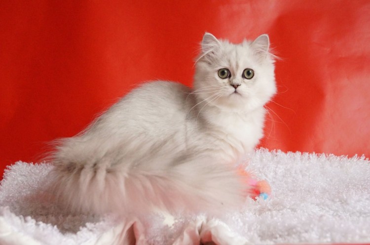 Британская прямоухая шиншилла серебристая