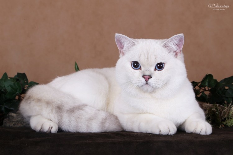 Шотландская прямоухая шиншилла