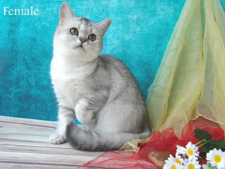 Шотландская прямоухая шиншилла