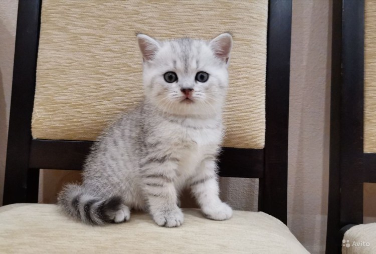 Шотландская прямоухая шиншилла серебристая