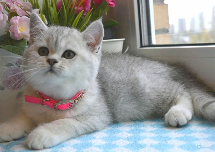 Шотландцы прямоухие серебристая шиншилла