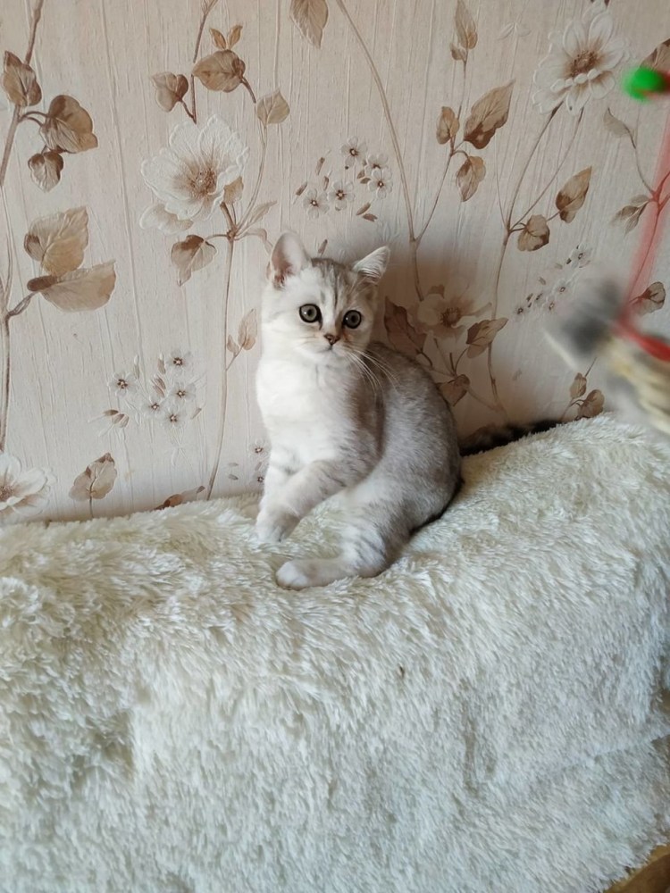 Британская шиншилла серебристая затушеванная
