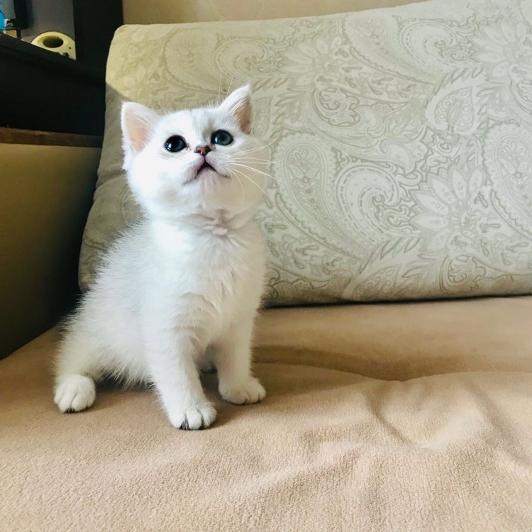 Шотландская шиншилла хайленд страйт