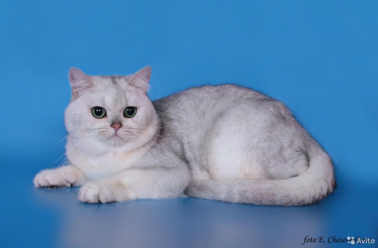 Шотландская прямоухая шиншилла серебристая