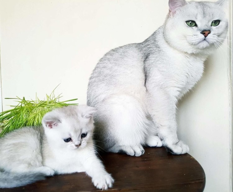 Кошка скоттиш страйт черная тикированная длинношерстная