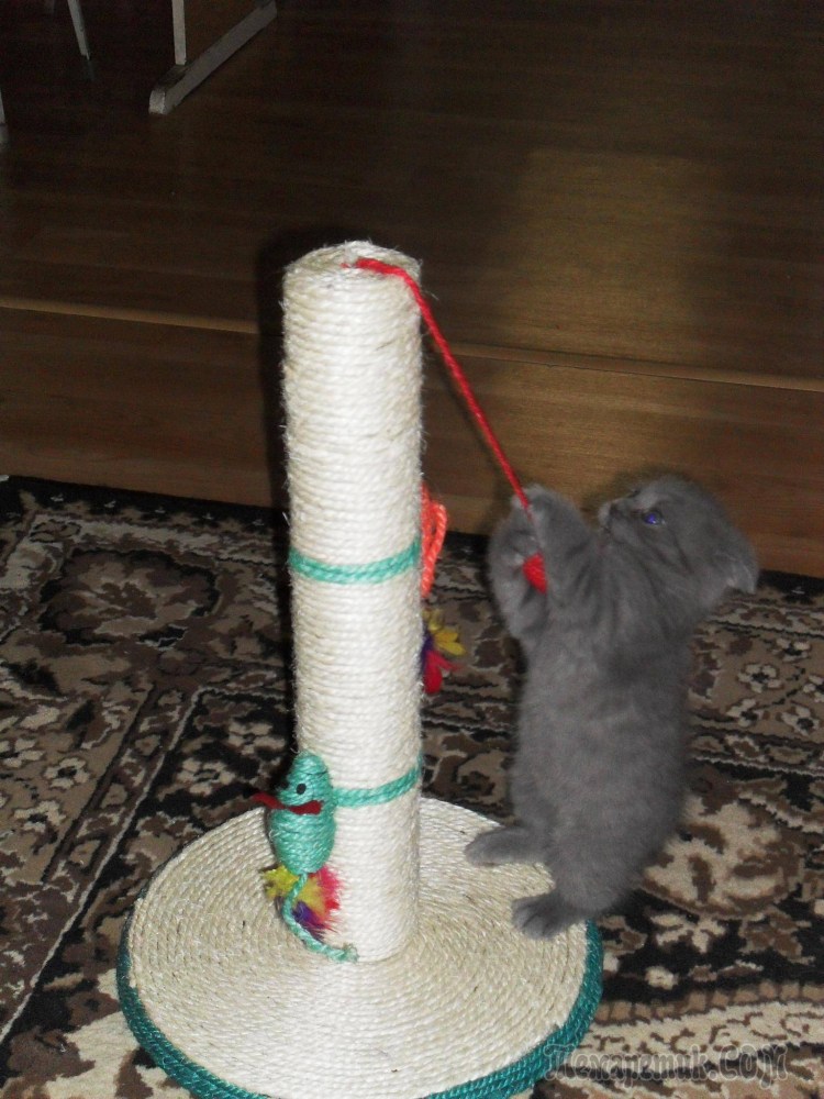 Кошкин дом когтеточка