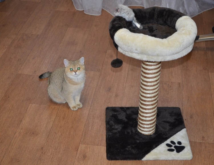 Домики для котов