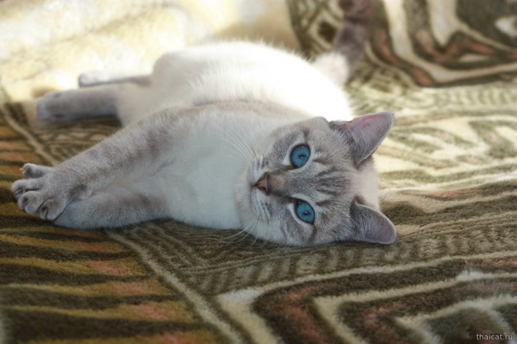 Линкс Пойнт тайская кошка