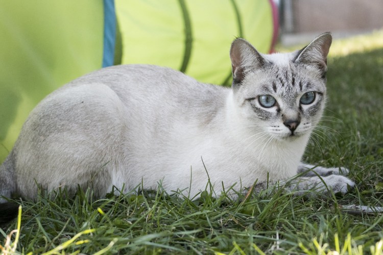 Тайская кошка табби Пойнт