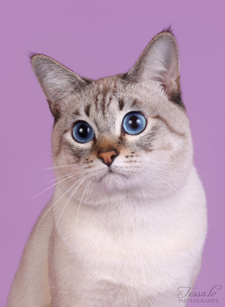 Тайская кошка сил тебби Пойнт