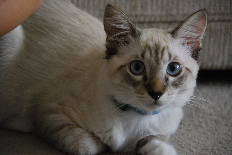 Тайская тэбби Пойнт кошка