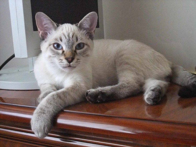 Тайский табби Пойнт