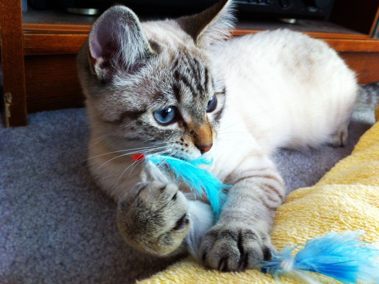 Тайская сил тэбби Пойнт