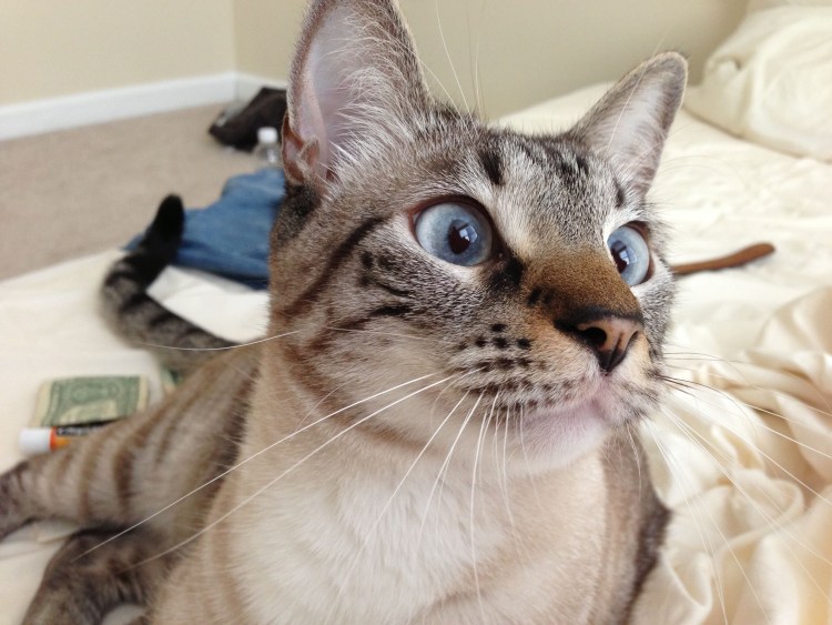 Египетская МАУ сил тебби Пойнт