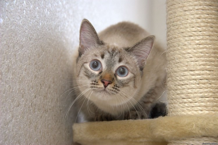 Тайский кот сил тебби Пойнт