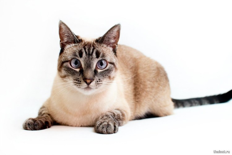 Тайская кошка сил тебби Пойнт