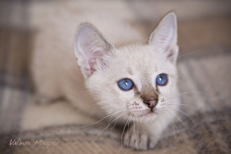 Меконгский бобтейл табби Пойнт