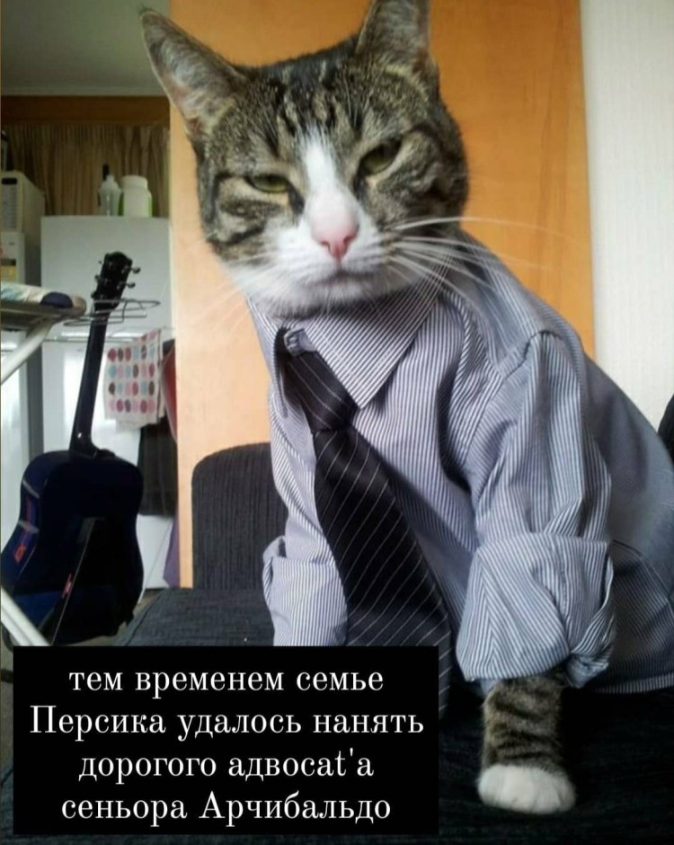 Деловой кот