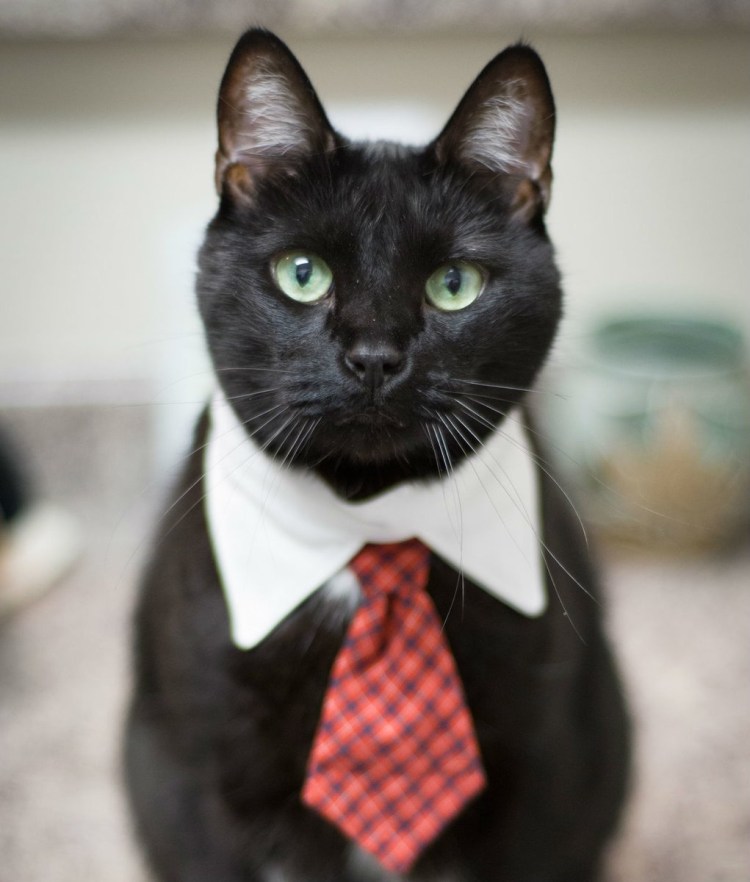 Кот в пиджаке