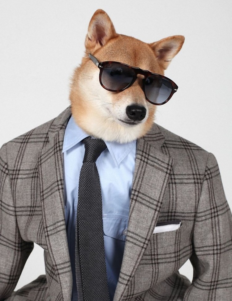 Кошка в человеческой одежде