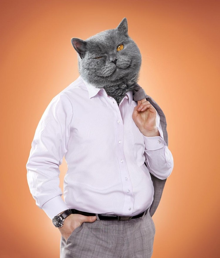 Кот в костюме