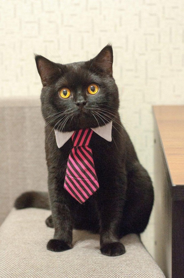 Костюм котенка