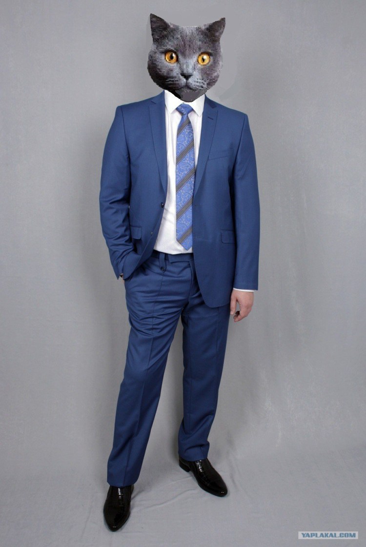 Котик бизнесмен