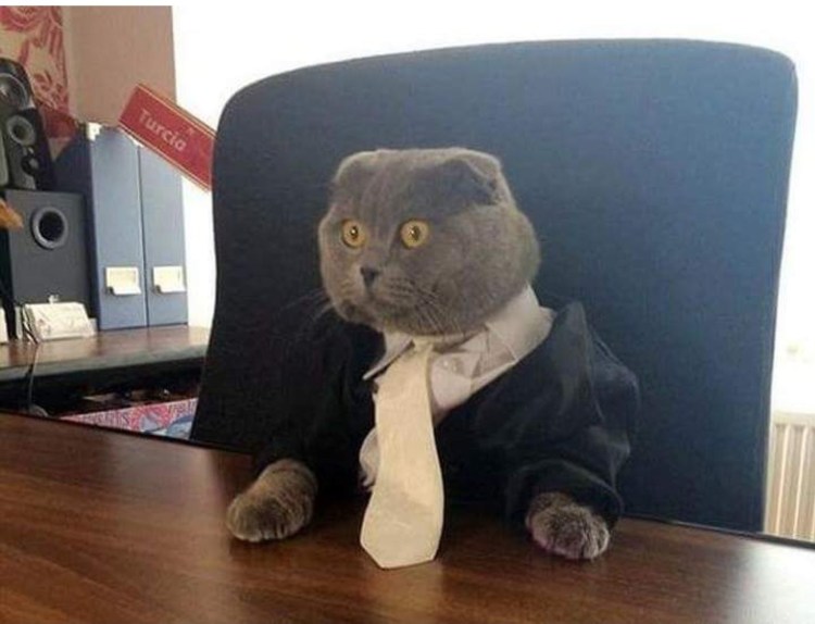 Кот в пиджаке