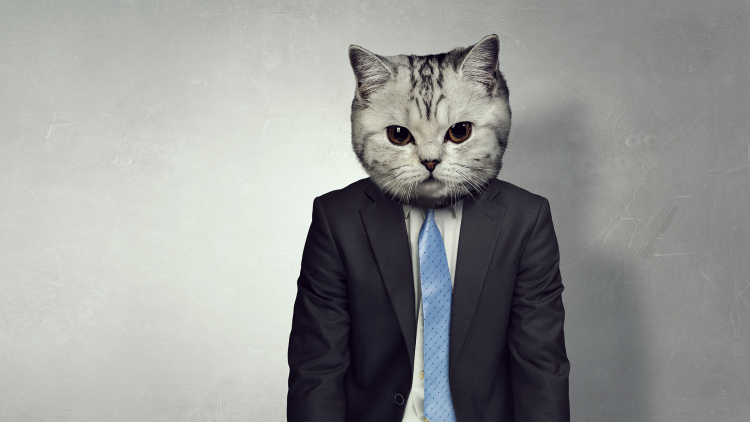 Британский кот в одежде