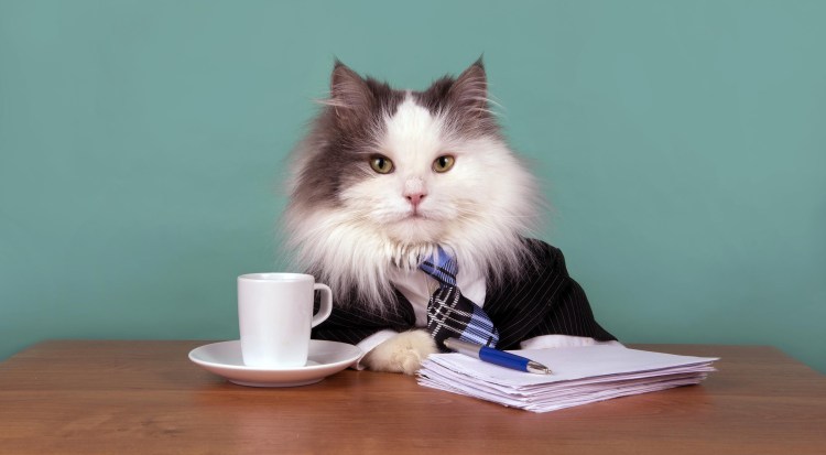 Кот начальник