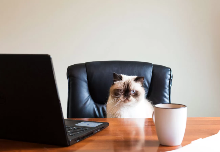 Кошачьи пародии Сьюзен Херберт