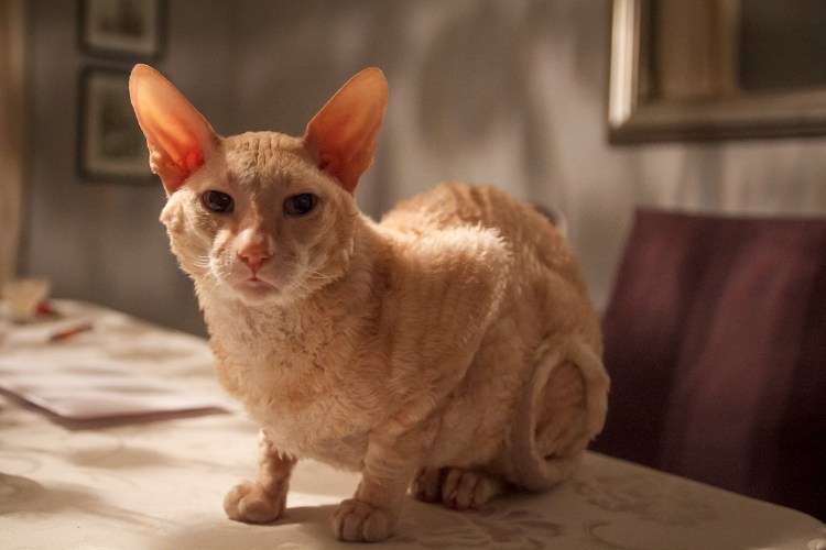 Корниш рекс кошка