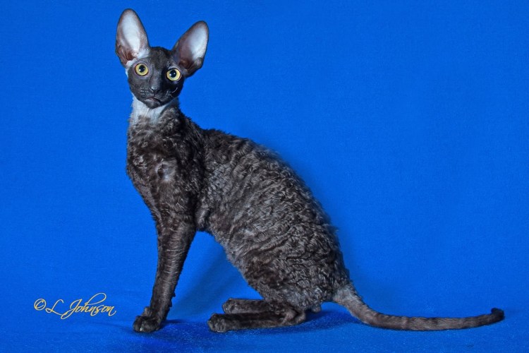 Корниш рекс рыжий