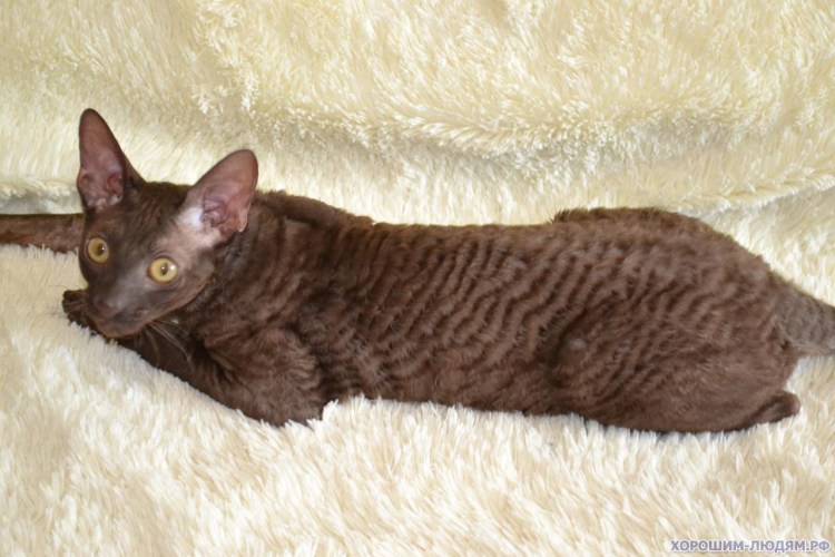 Девон рекс vs сфинкс