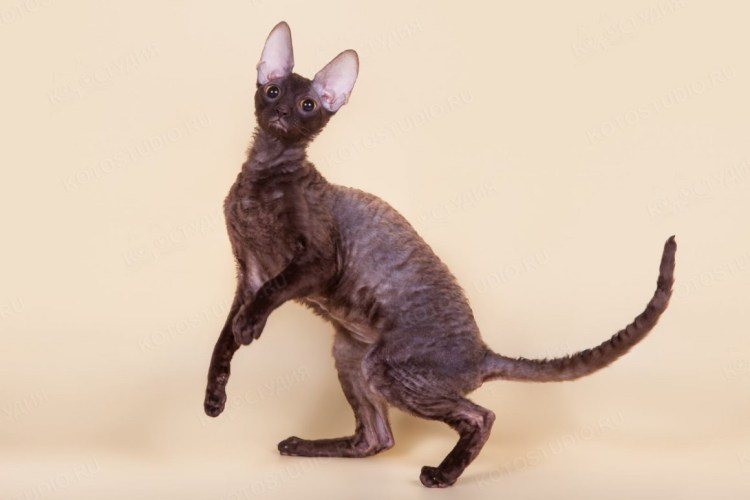 Корниш рекс порода кошек