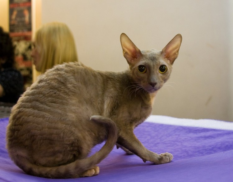 Корниш рекс кошка